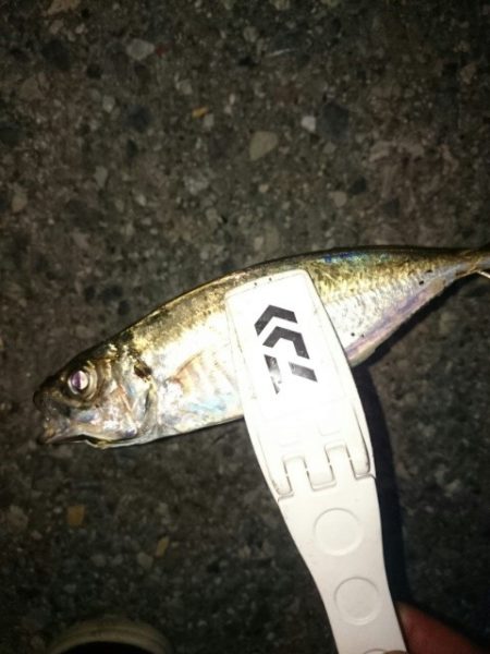 久しぶりのアジ