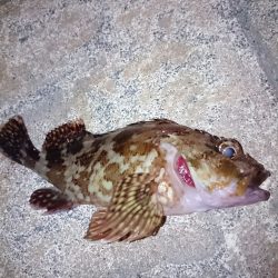 不本意ながらのガシラ