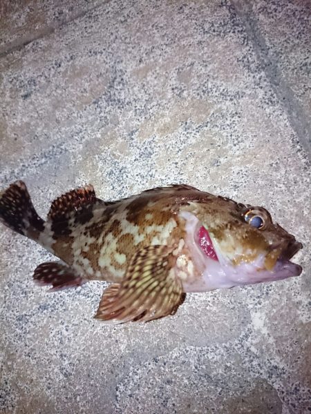 不本意ながらのガシラ