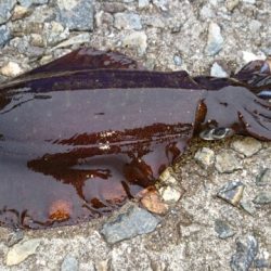 爆風でもエギング