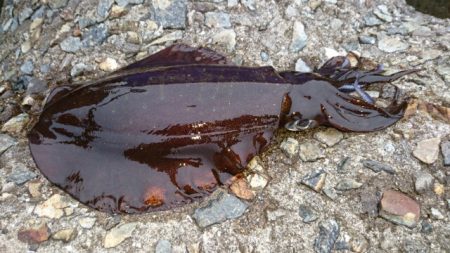 爆風でもエギング