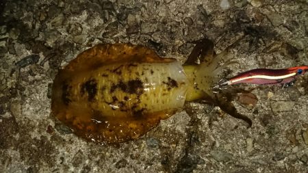 渋かった・・・