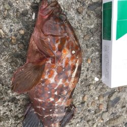 小さいけどアコウげっと！