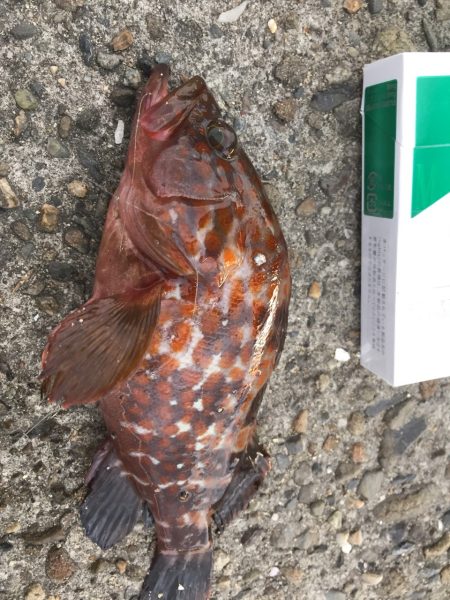 小さいけどアコウげっと！