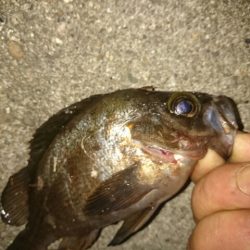 アジハンター任務失敗