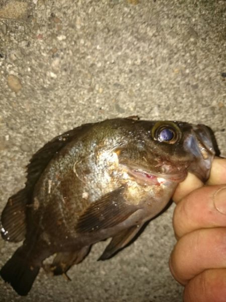 アジハンター任務失敗