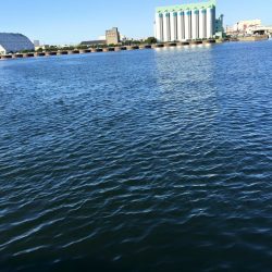 今日は何が釣れるかな♪