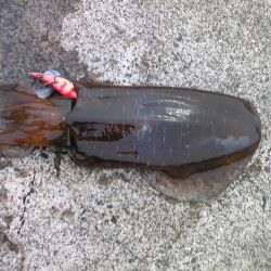 今年の初春アオリをＧＥＴ