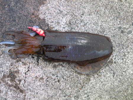 今年の初春アオリをＧＥＴ