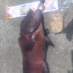 初めてのコブダイ