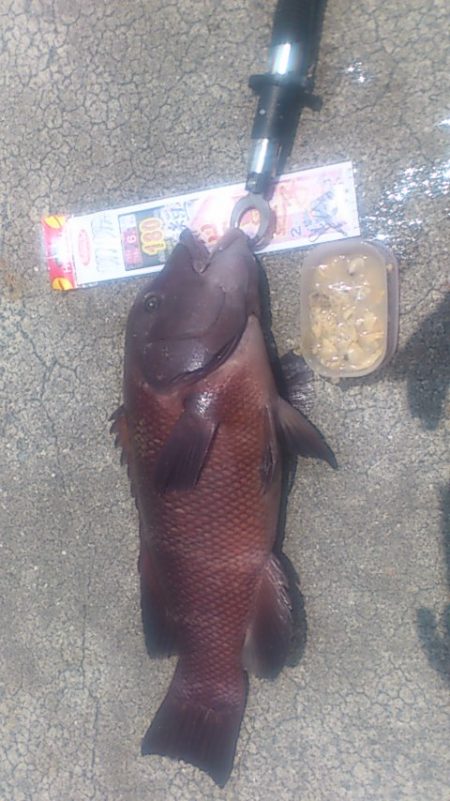 初めてのコブダイ