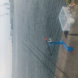 豆アジの中に良型アジ発見！