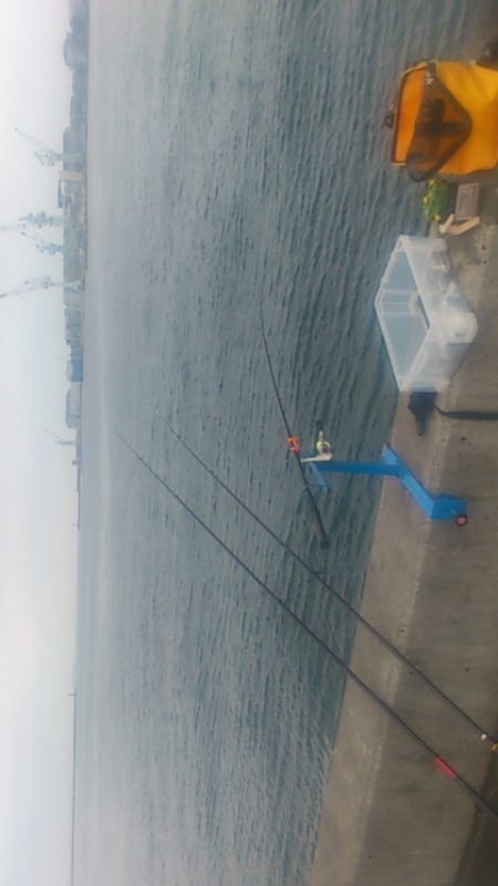 豆アジの中に良型アジ発見！