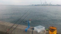 豆アジの中に良型アジ発見！