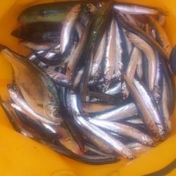 やっぱりサビキは裏切らない！？