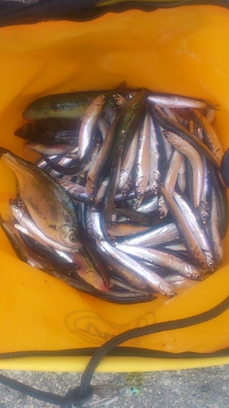 やっぱりサビキは裏切らない！？