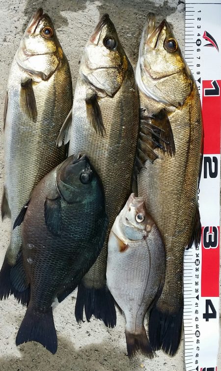 キスはダメでした