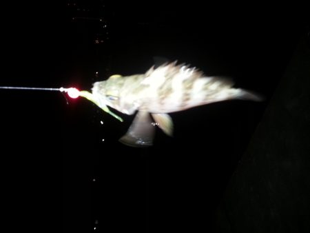 エギングメバリング