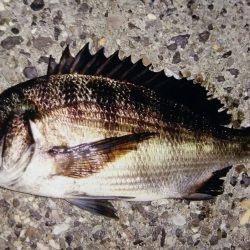 泉大津でチヌ！