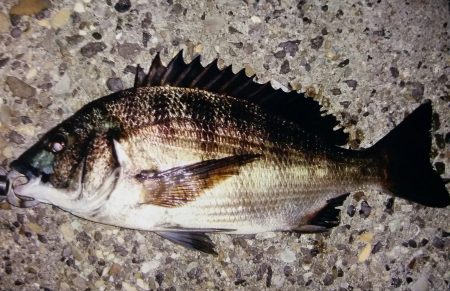 泉大津でチヌ！