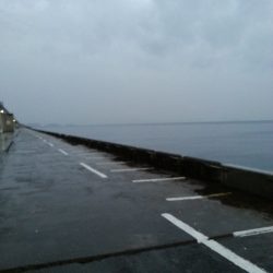 雨でもタチウオ