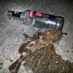 メバリングとタコ