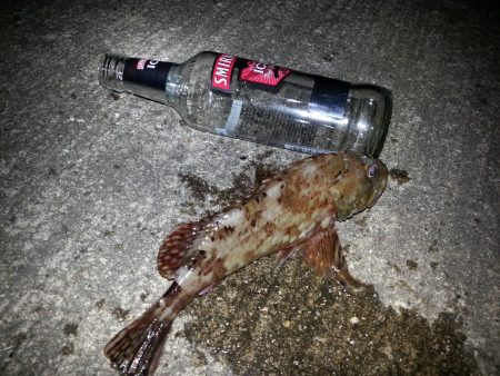 メバリングとタコ