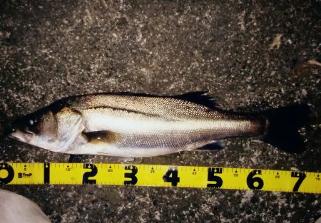 シーバスゲット！