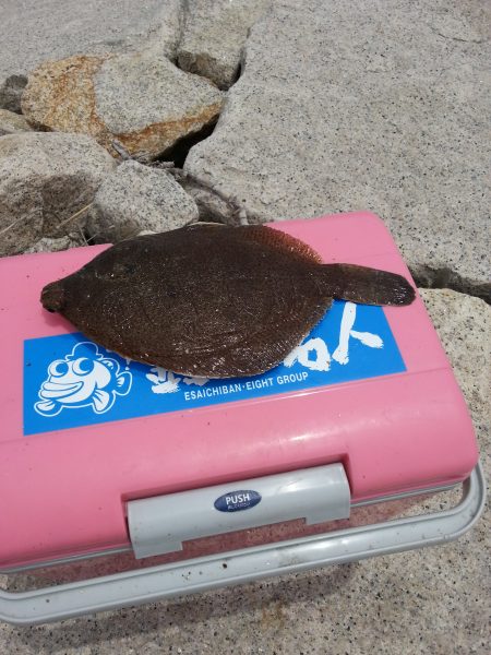 キス釣りのはずが………。