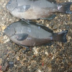 昼前からちょっと