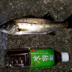 近場でシーバス狙い！