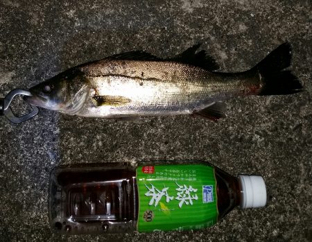 近場でシーバス狙い！