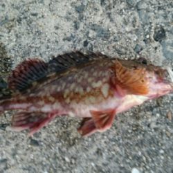 武庫一でガシラ！