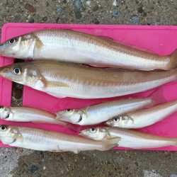 デカギスが2匹！！