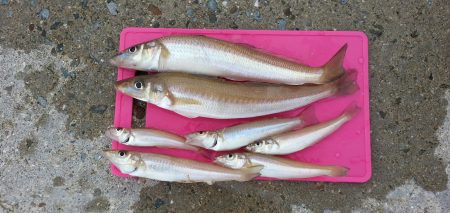 デカギスが2匹！！