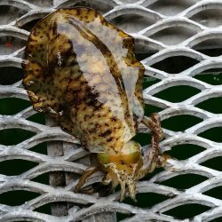 須磨海釣り公園にて!