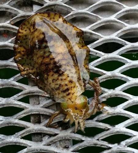 須磨海釣り公園にて！