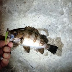 アジを探して…