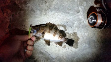 アジを探して…