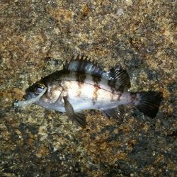 またメバリング