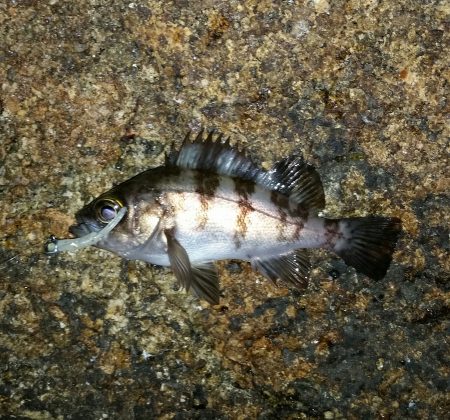 またメバリング