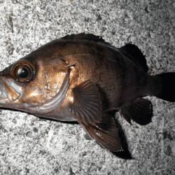 江井ヶ島メバリング