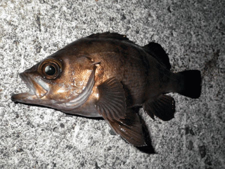 江井ヶ島メバリング