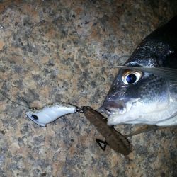 プラグ系縛り(^^)d