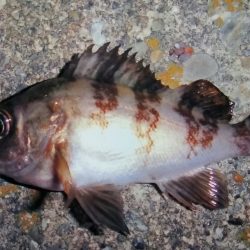 泉南メバリング