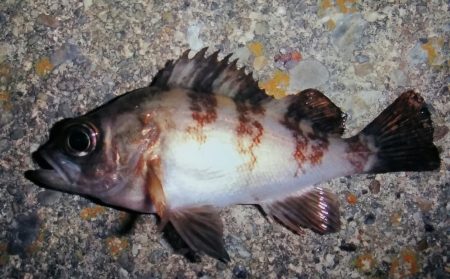 泉南メバリング