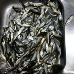 豆アジイレグイ