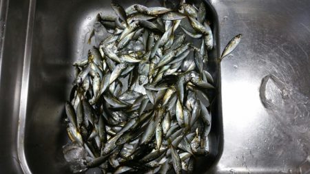 豆アジイレグイ