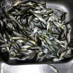 豆アジイレグイ