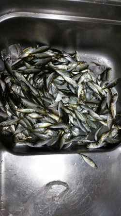 豆アジイレグイ